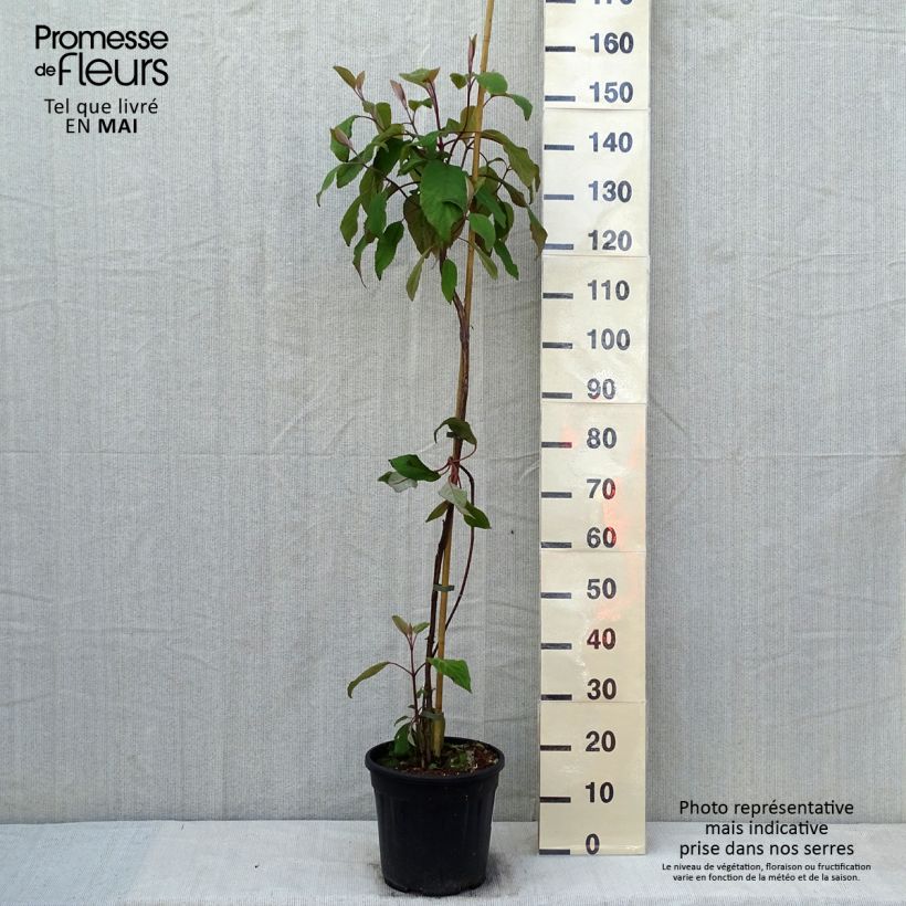 Hortensia aspera Kawakami - Hydrangea Maceta 7,5L/10LAltura de entrega aprox. 60/80cm Ejemplar entregado en la primavera