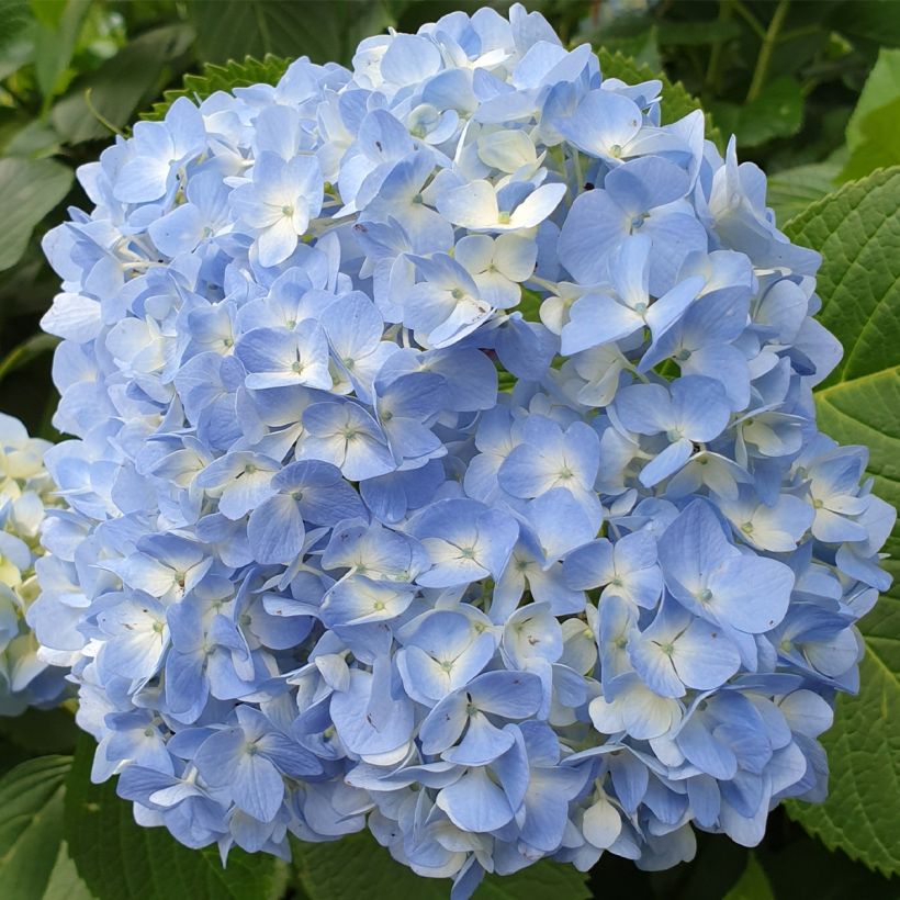 Hortensia macrophylla Ankong - Hydrangea (Floración)
