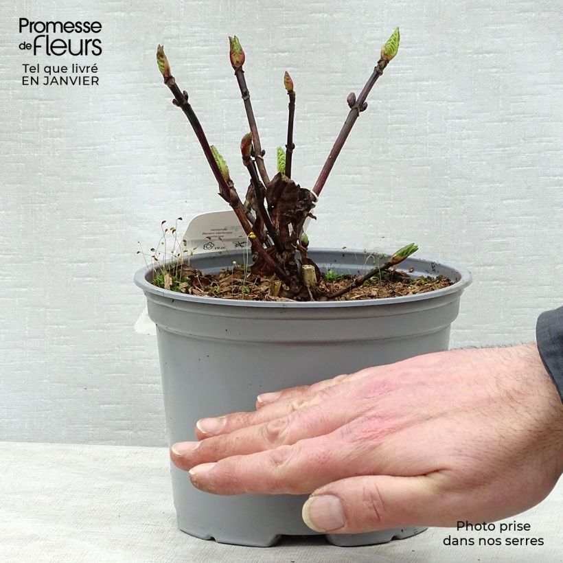 Hortensia macrophylla Black Steel Zebra - Hydrangea Maceta 2L/3L Ejemplar entregado en invierno