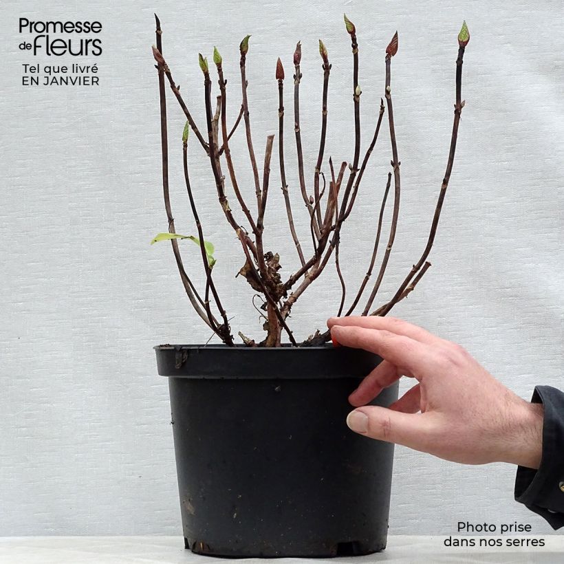 Hortensia macrophylla Black Steel Zebra - Hydrangea Maceta 4L/5L Ejemplar entregado en invierno