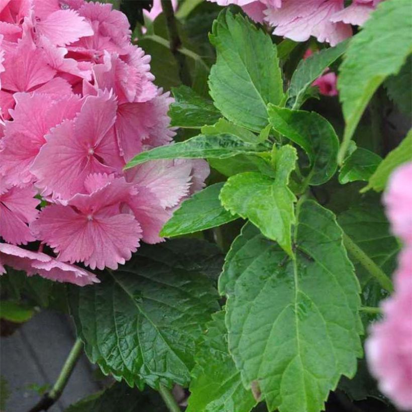 Hortensia macrophylla Dolce Farfalle - Hydrangea (Follaje)