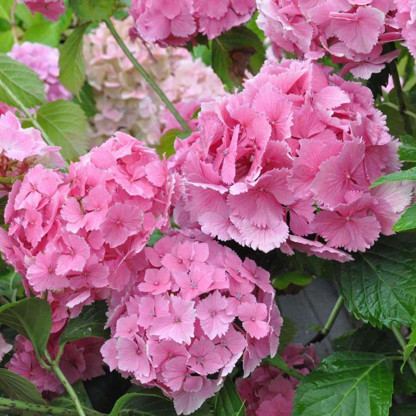 Hortensia macrophylla Dolce Farfalle - Hydrangea (Floración)