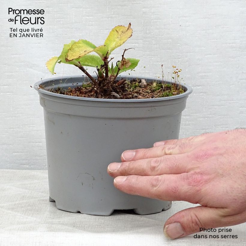 Hortensia macrophylla Koria - Hydrangea Maceta 2L/3L Ejemplar entregado en invierno