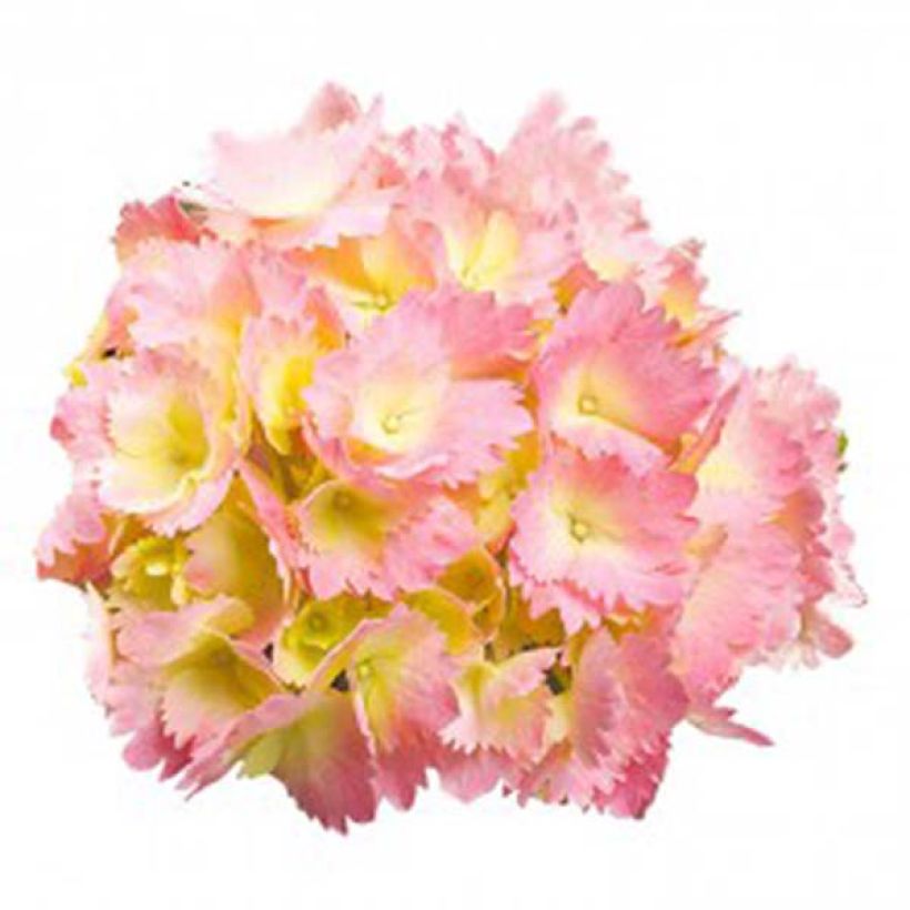 Hortensia macrophylla Kumiko - Hydrangea (Floración)
