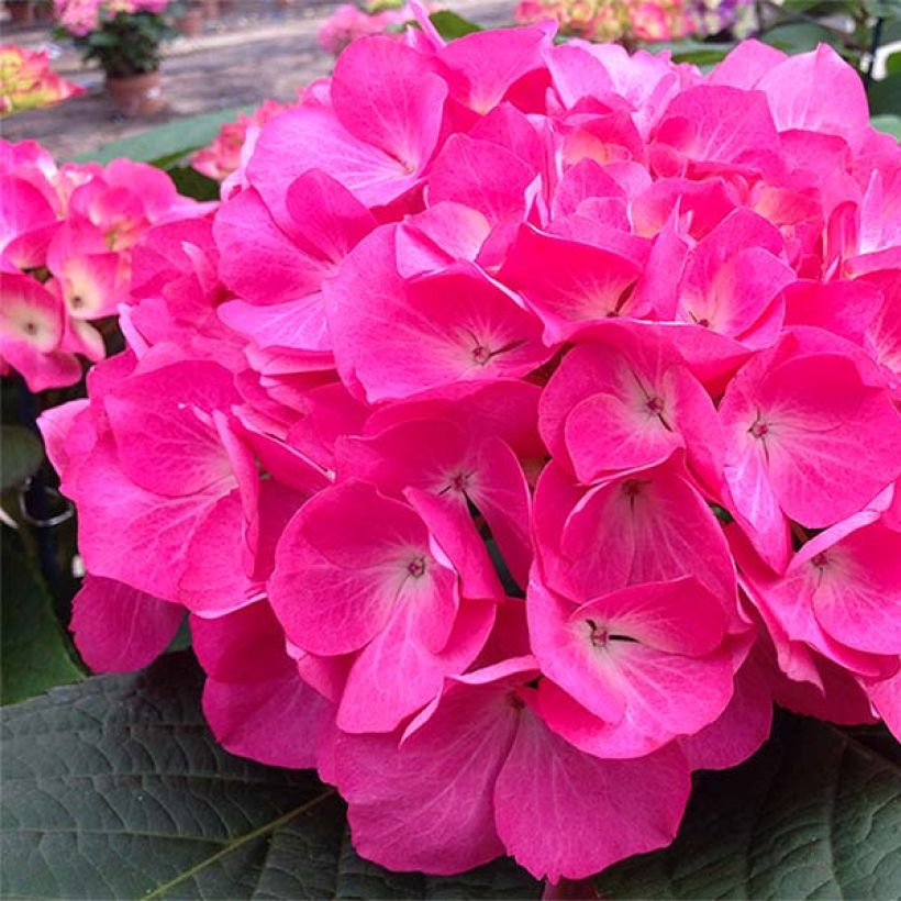 Hortensia macrophylla Dutch Ladies Saskia - Hydrangea (Floración)