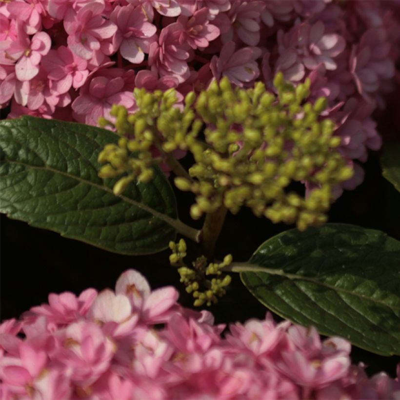 Hortensia macrophylla Umbrella - Hydrangea (Follaje)