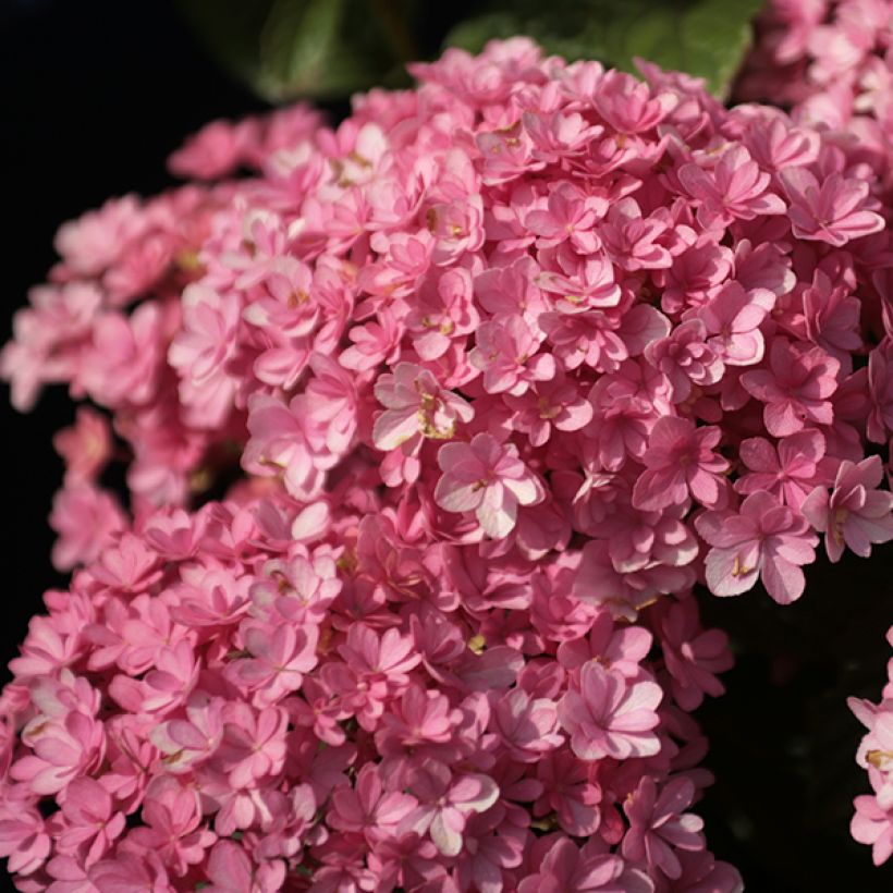 Hortensia macrophylla Umbrella - Hydrangea (Floración)