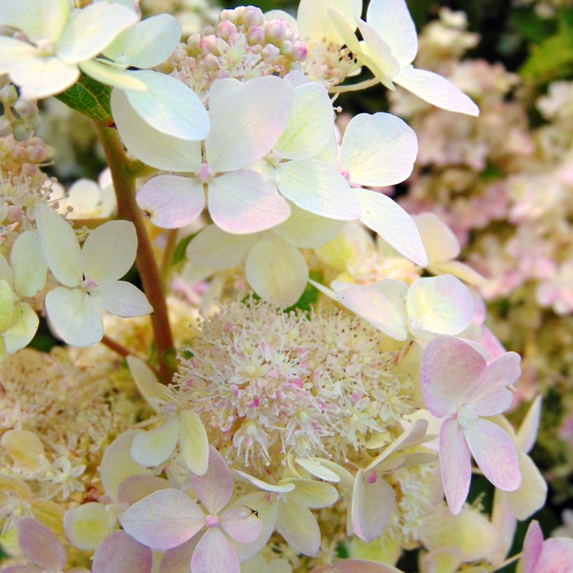 Hortensia paniculata Confetti - Hydrangea (Floración)
