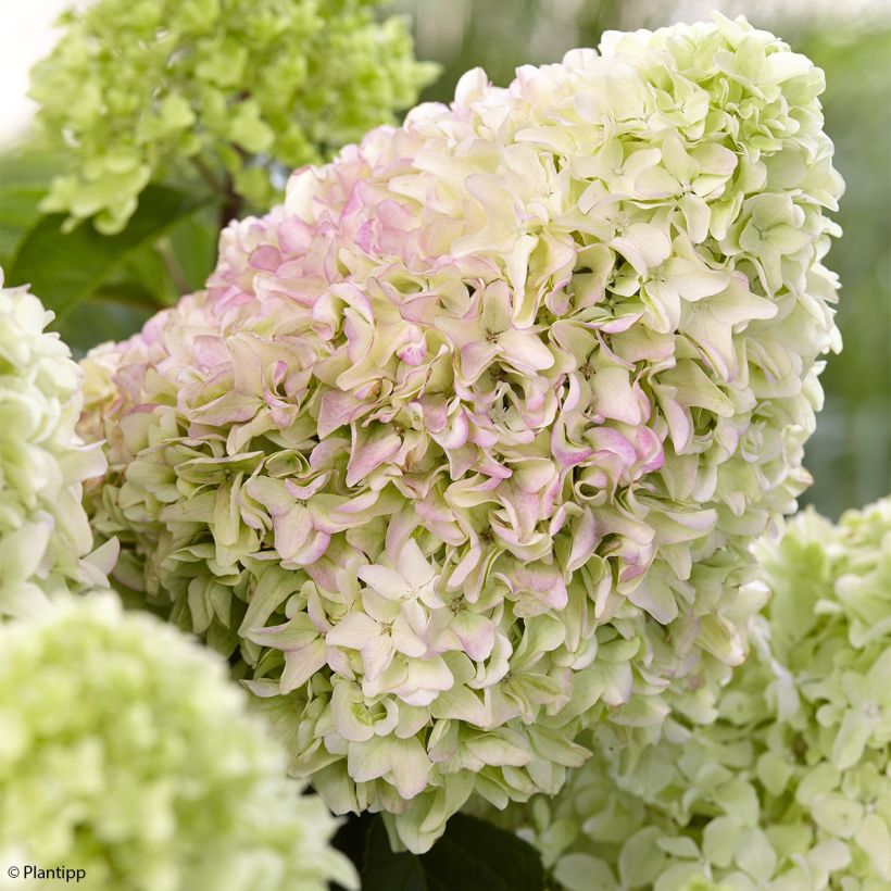 Hortensia paniculata Little Fraise - Hydrangea paniculata (Floración)