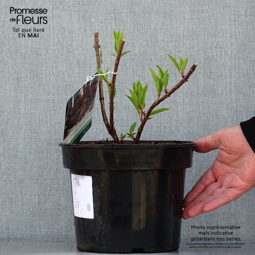 Hortensia paniculata Magical Vesuvio - Hydrangea paniculata Maceta 4L/5LAltura de entrega aprox. 20/30cm Ejemplar entregado en la primavera