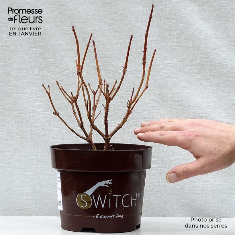 Hortensia paniculata Switch Ophelia - Hydrangea paniculata Maceta 1,5L/2L Ejemplar entregado en invierno