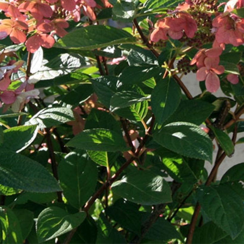 Hortensia paniculata Sparkling - Hydrangea paniculata (Follaje)