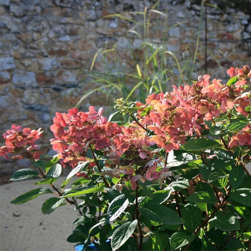 Hortensia paniculata Sparkling - Hydrangea paniculata (Porte)