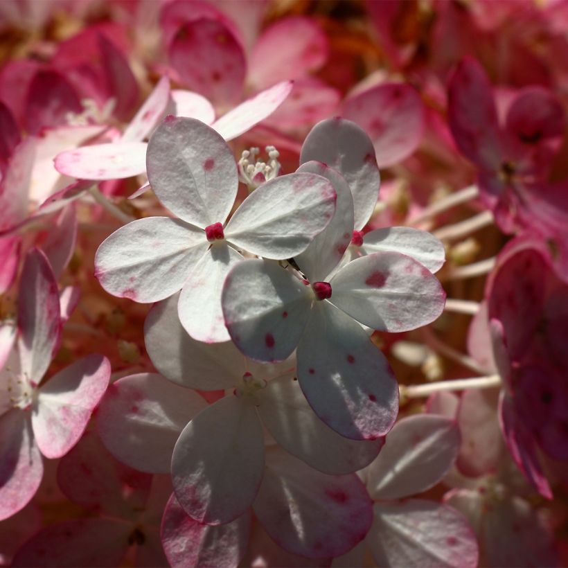 Hortensia paniculata Sparkling - Hydrangea paniculata (Floración)