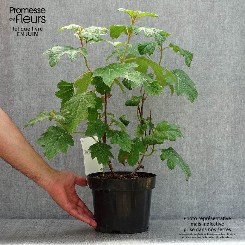 Ejemplar de Hortensia quercifolia Burgundy - Hortensia de hoja de roble Maceta 2L/3L entregado en verano