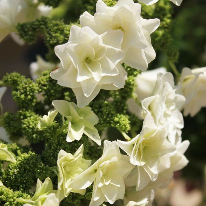 Hydrangea quercifolia Gatsby Star - Hortensia de hoja de roble (Floración)