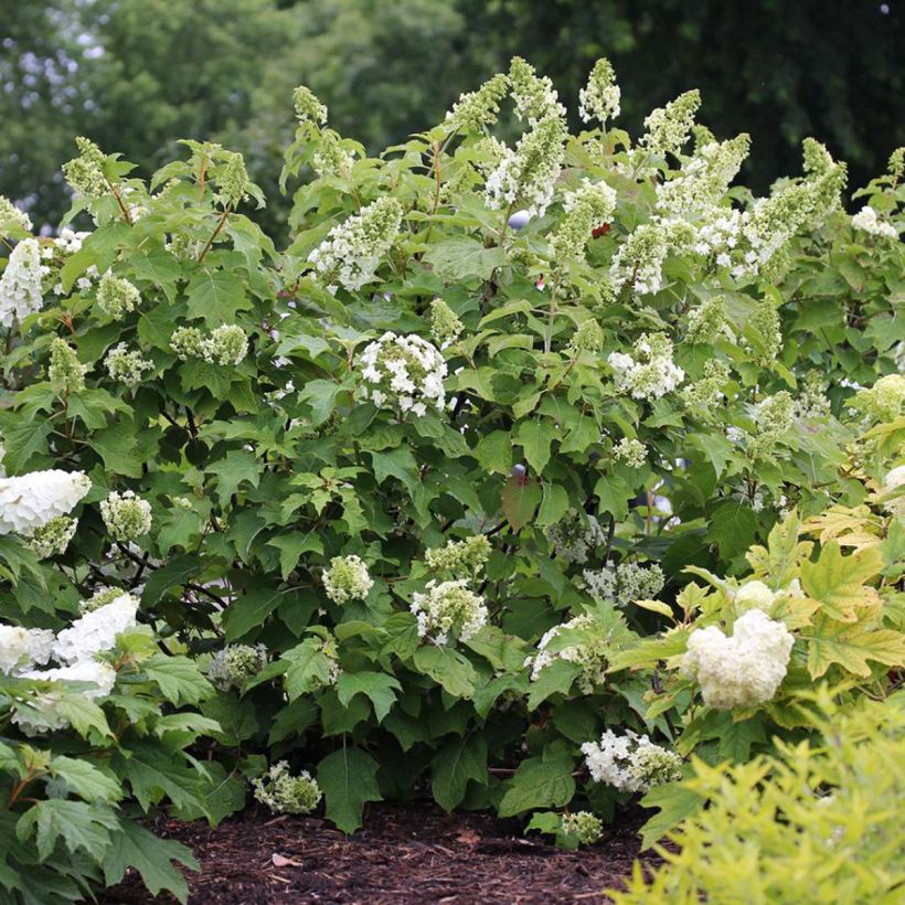 Hydrangea quercifolia Gatsby Star - Hortensia de hoja de roble (Porte)