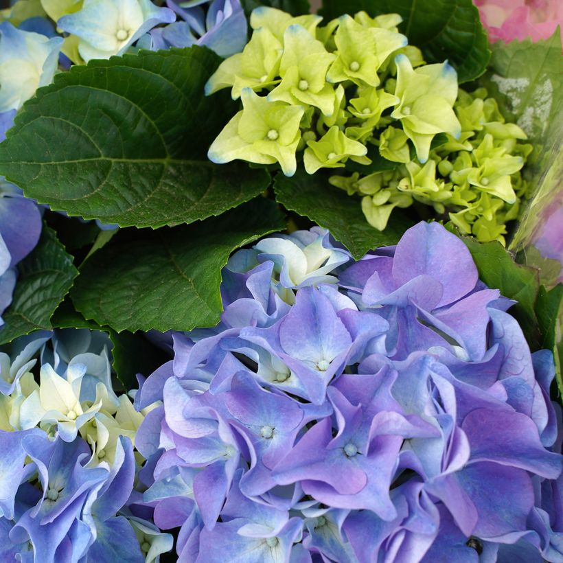 Hortensia macrophylla Early Blue - Hydrangea (Floración)