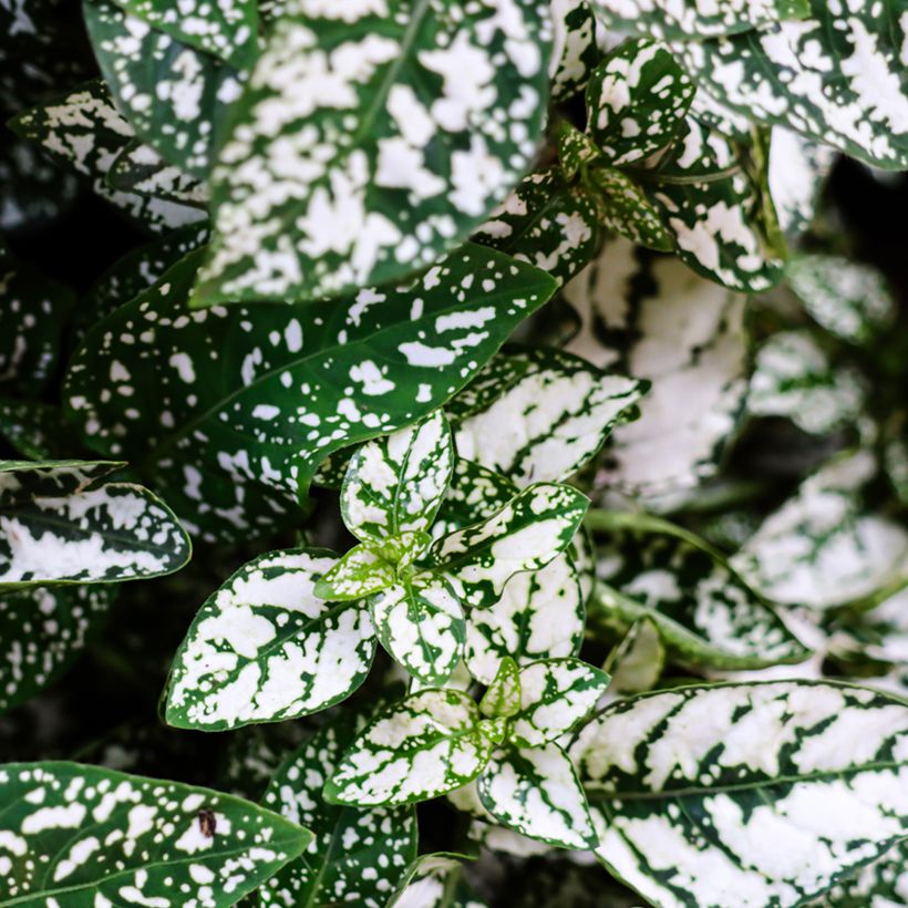 Hypoestes phyllostachya White (Follaje)
