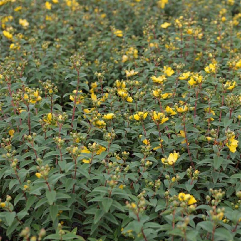 Hypericum Hidcote - Hipérico (Follaje)
