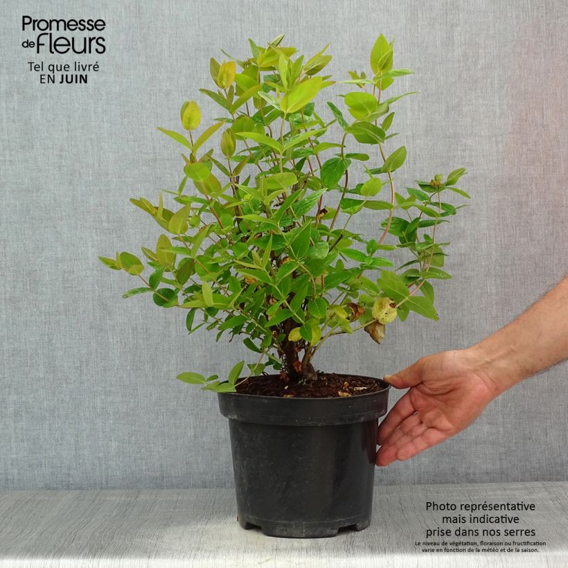 Hypericum inodorum Magical Beauty Kolmbeau - Hipérico Maceta 3L/4LAltura de entrega aprox. 30/40cm Ejemplar entregado en la primavera