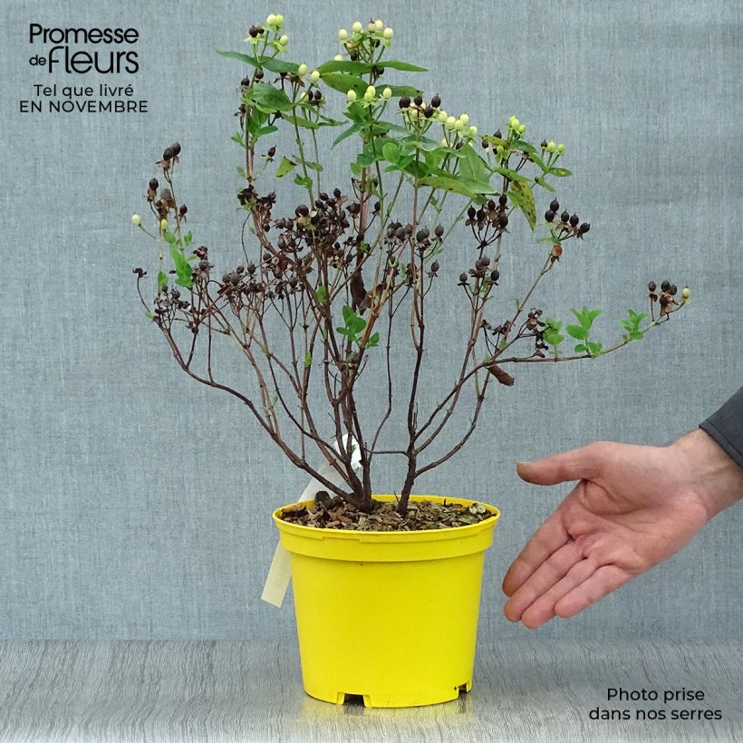 Ejemplar de Hypericum inodorum Magical Sunshine - Hipérico Maceta 2L/3L entregado en otoño