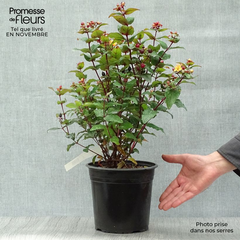 Ejemplar de Hypericum inodorum Magical Universe - Hipérico Maceta 4L/5L entregado en otoño