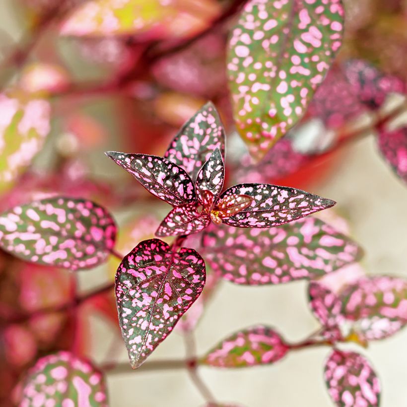 Hypoestes phyllostachya Pink (Follaje)