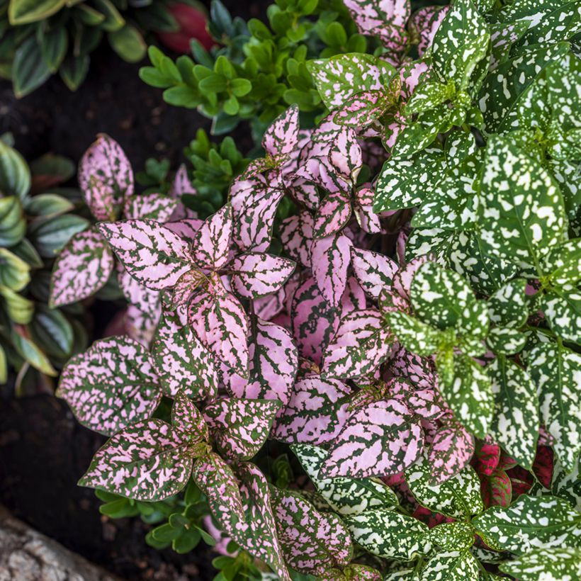 Hypoestes phyllostachya Pink (Porte)