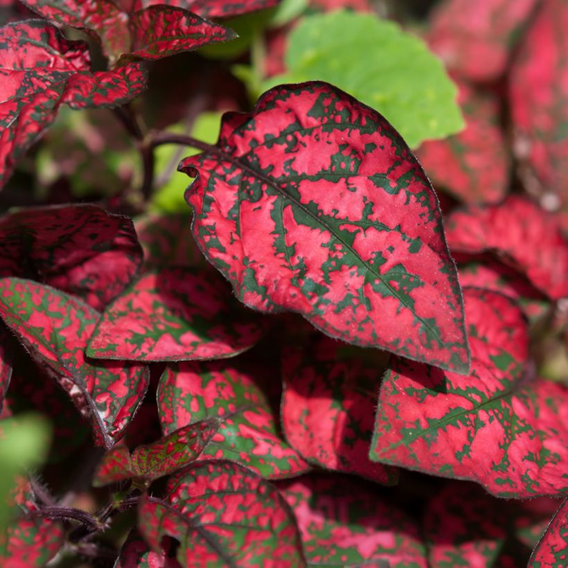 Hypoestes phyllostachya Red (Follaje)
