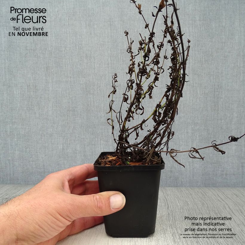 Ejemplar de Hisopo - Hyssopus officinalis Maceta de 8/9 cm entregado en otoño