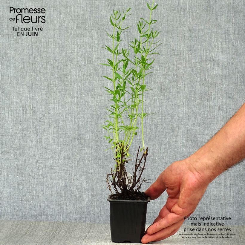 Ejemplar de Hisopo - Hyssopus officinalis Maceta de 8/9 cmAltura de entrega aprox. 10/15cm entregado en verano