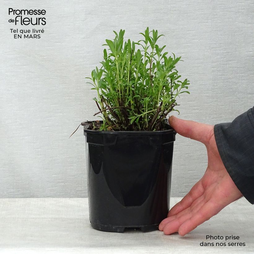 Hisopo - Hyssopus officinalis Maceta 2L/3L Ejemplar entregado en la primavera