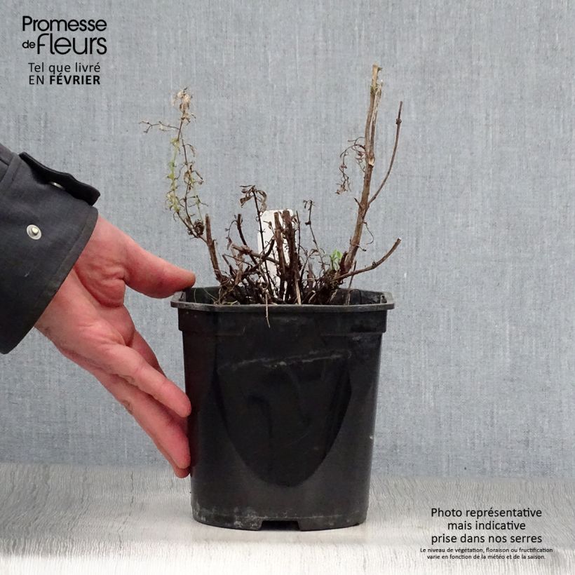 Hisopo - Hyssopus officinalis Maceta 2L/3L Ejemplar entregado en invierno