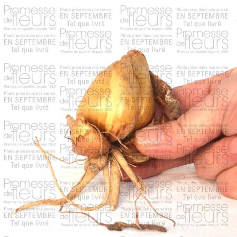 Ejemplo de ejemplar de Iris bucharica Bulbo calibre I tal y como se entrega