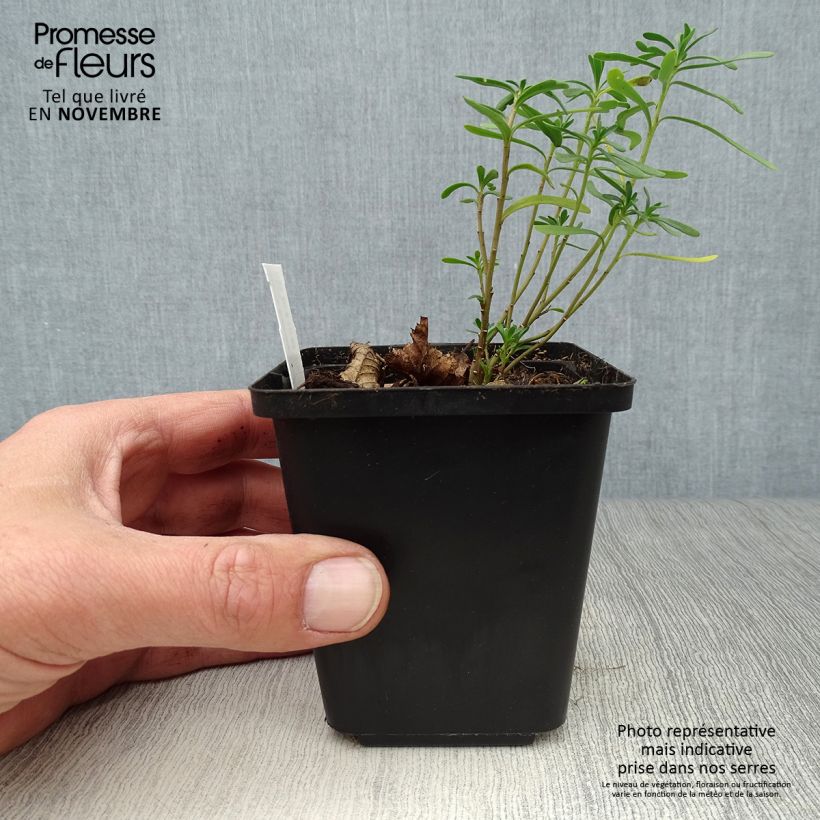 Ejemplar de Iberis sempervirens Snowflake - Carraspique Maceta de 8/9 cm entregado en otoño