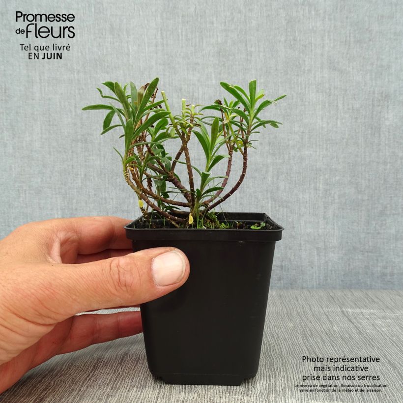 Ejemplar de Iberis sempervirens Snowflake - Carraspique Maceta de 8/9 cm entregado en verano