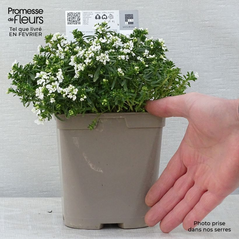 Iberis sempervirens Snowflake - Carraspique Maceta 2L/3L Ejemplar entregado en invierno