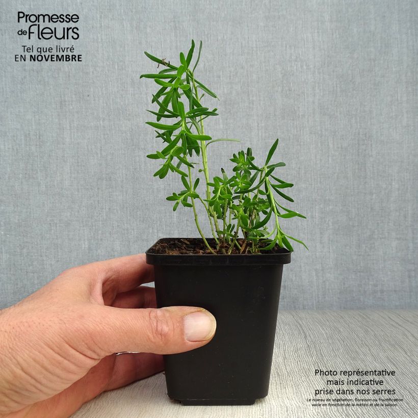 Ejemplar de Iberis sempervirens - Carraspique Maceta de 8/9 cm entregado en otoño