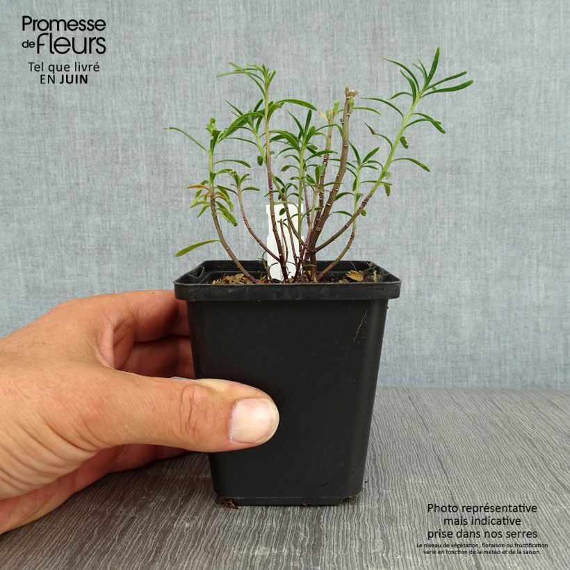 Ejemplar de Iberis sempervirens - Carraspique Maceta de 8/9 cm entregado en verano