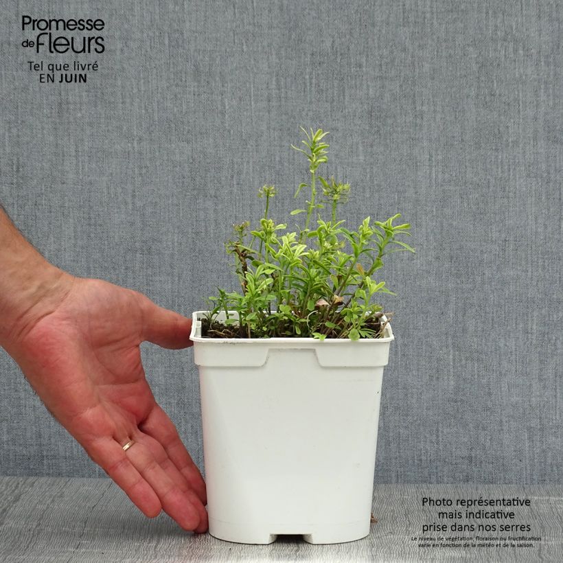Ejemplar de Iberis sempervirens - Carraspique Maceta 2L/3L entregado en verano