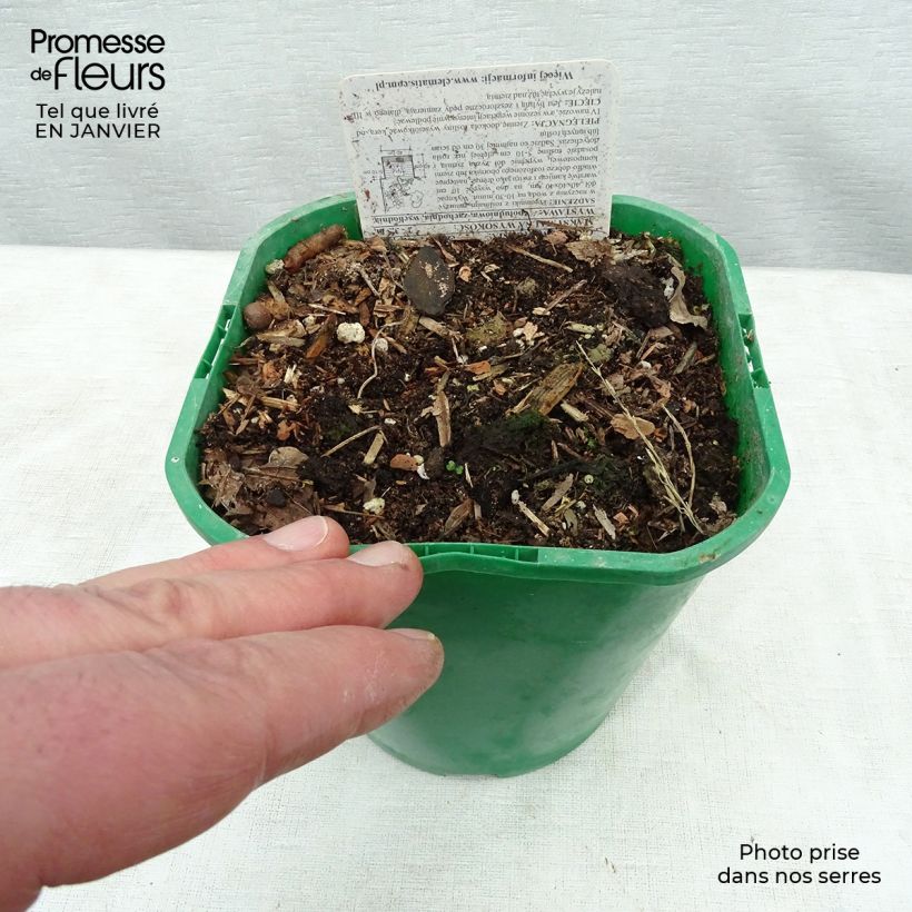 Dioscorea batatas - Ñame Maceta 2L/3L Ejemplar entregado en invierno