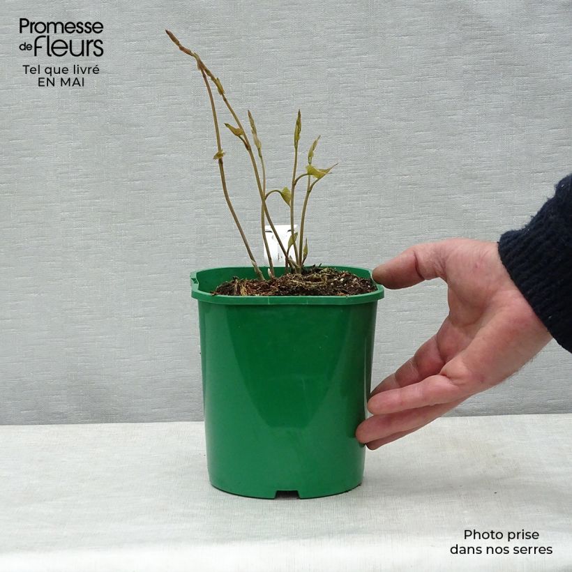Dioscorea batatas - Ñame Maceta 2L/3L Ejemplar entregado en la primavera
