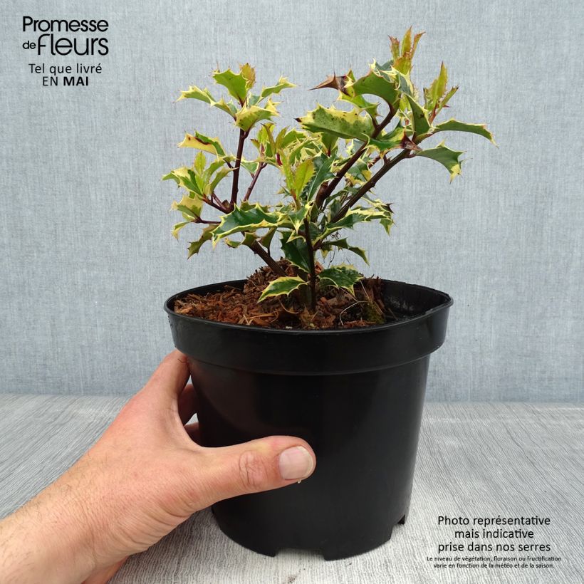 Acebo Madame Briot - Ilex aquifolium Maceta 3L/4LAltura de entrega aprox. 30/40cm Ejemplar entregado en la primavera