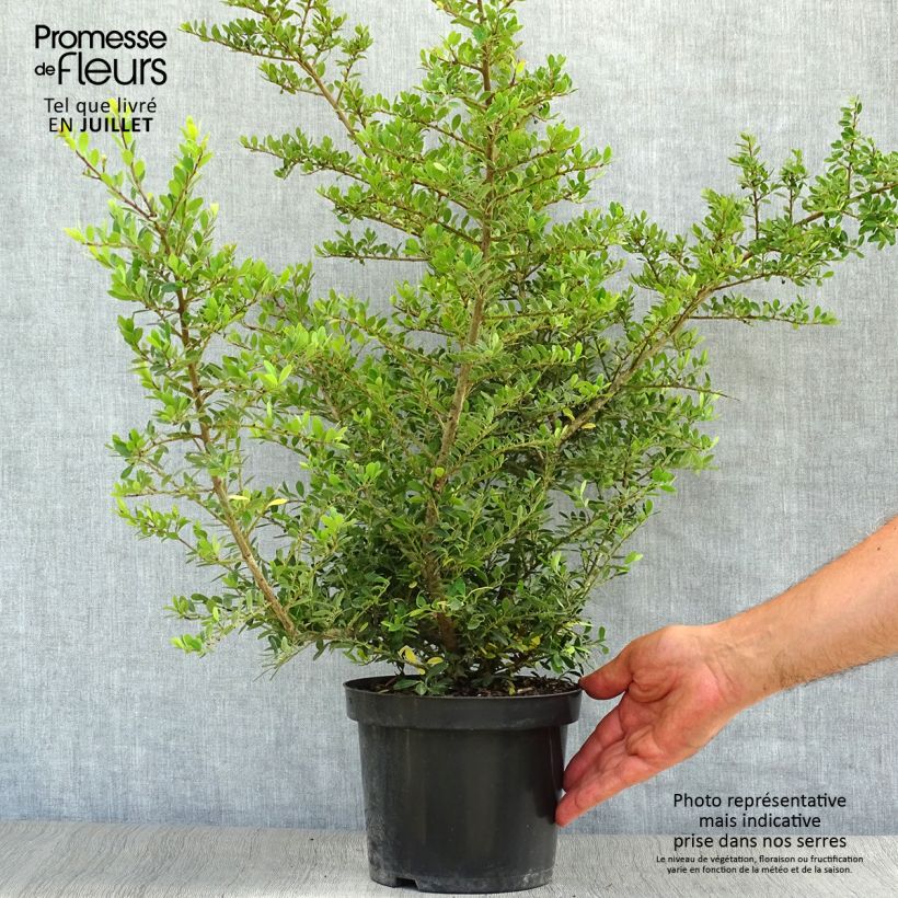 Ejemplar de Acebo japonés Stokes - Ilex crenata Maceta 2L/3L entregado en verano