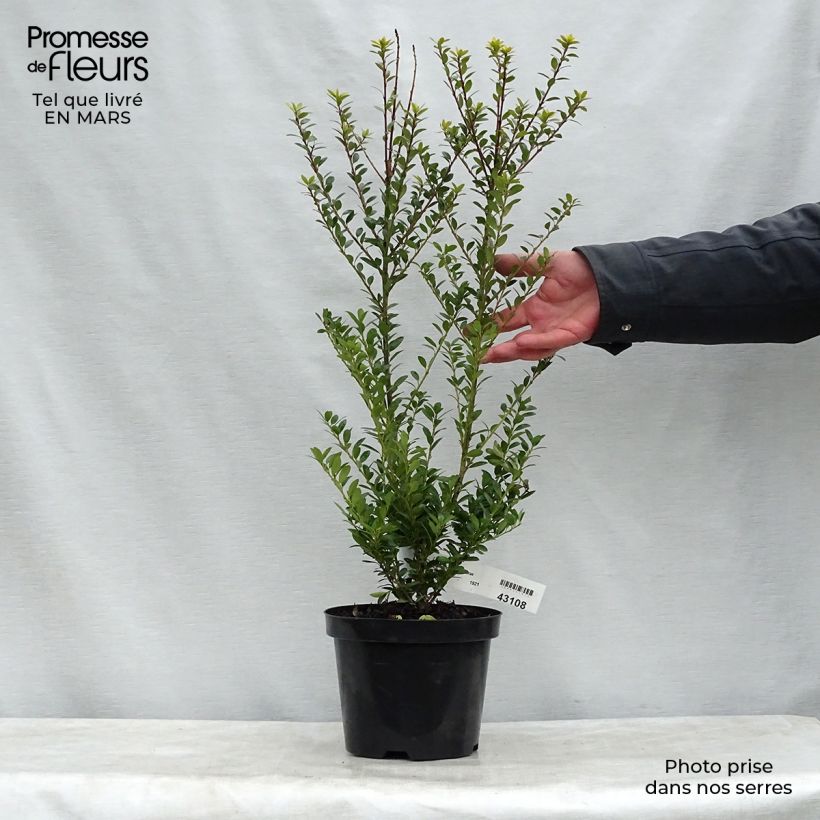 Ilex maximowicziana Kanehirae - Acebo Maceta 3L/4LAltura de entrega aprox. 40/60cm Ejemplar entregado en la primavera