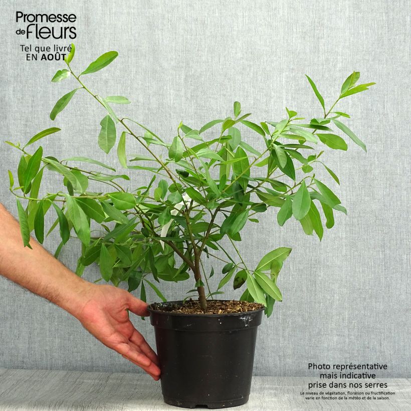 Ejemplar de Yerba mate - Ilex paraguariensis Maceta 3L/4L entregado en verano