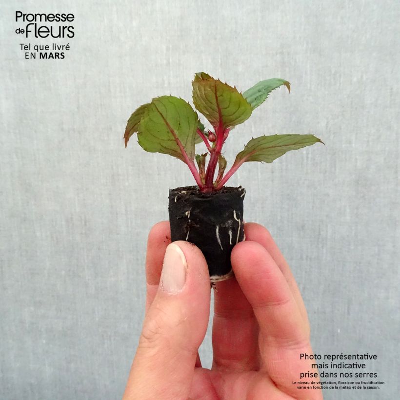 Impatiens Sunpatiens Compact Blush Pink - Alegría minicepellón: Ø 3/4 cm Ejemplar entregado en la primavera