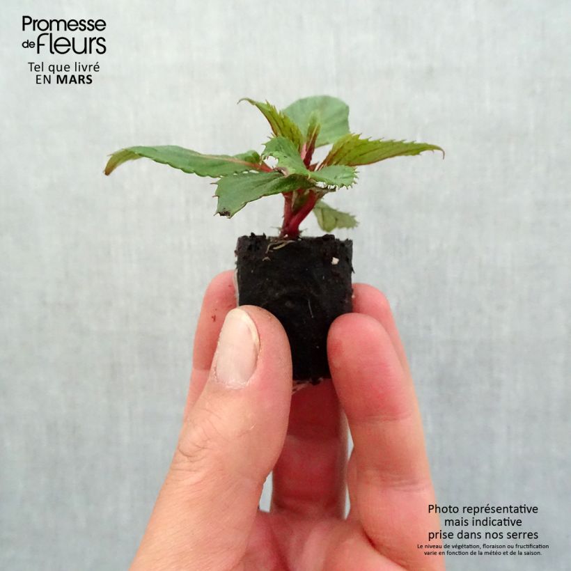 Impatiens Sunpatiens Compact Hot Coral - Alegría minicepellón: Ø 3/4 cm Ejemplar entregado en la primavera