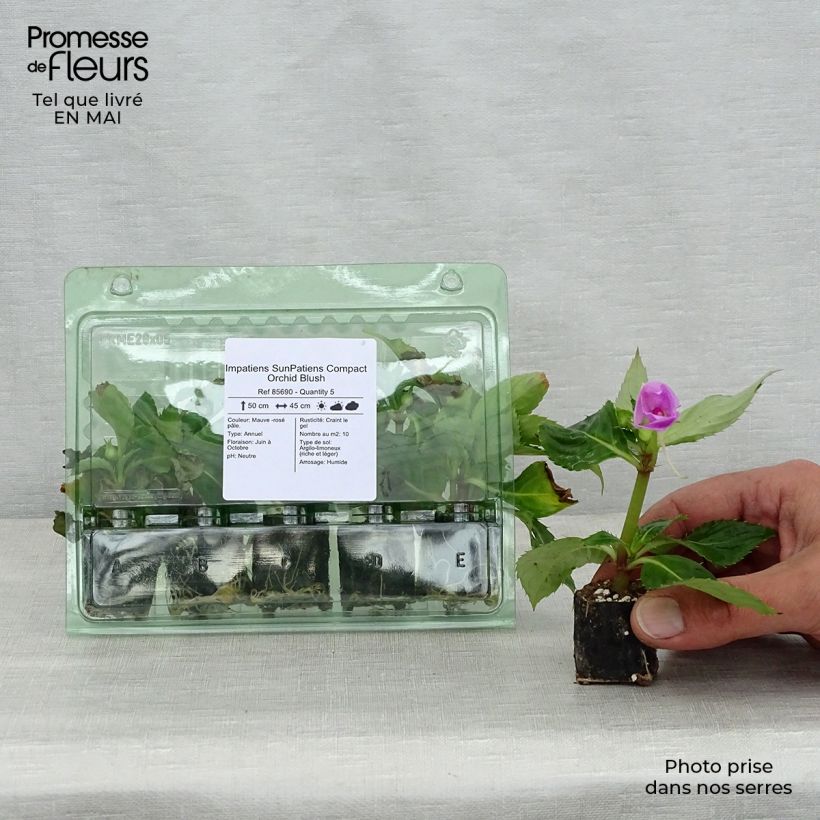 Impatiens Sunpatiens Compact Orchid Blush - Alegría minicepellón: Ø 3/4 cm Ejemplar entregado en la primavera